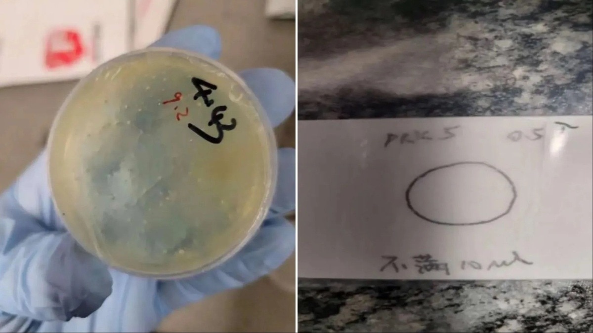 चीन क्या साजिशें रच रहा अमेरिका में? पौधों के बाद अब इंसानों को बीमार करने वाले परजीवी