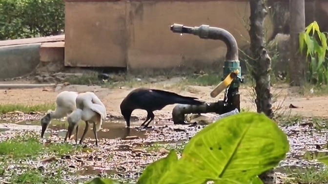 कानपुर में पक्षियों की मौत