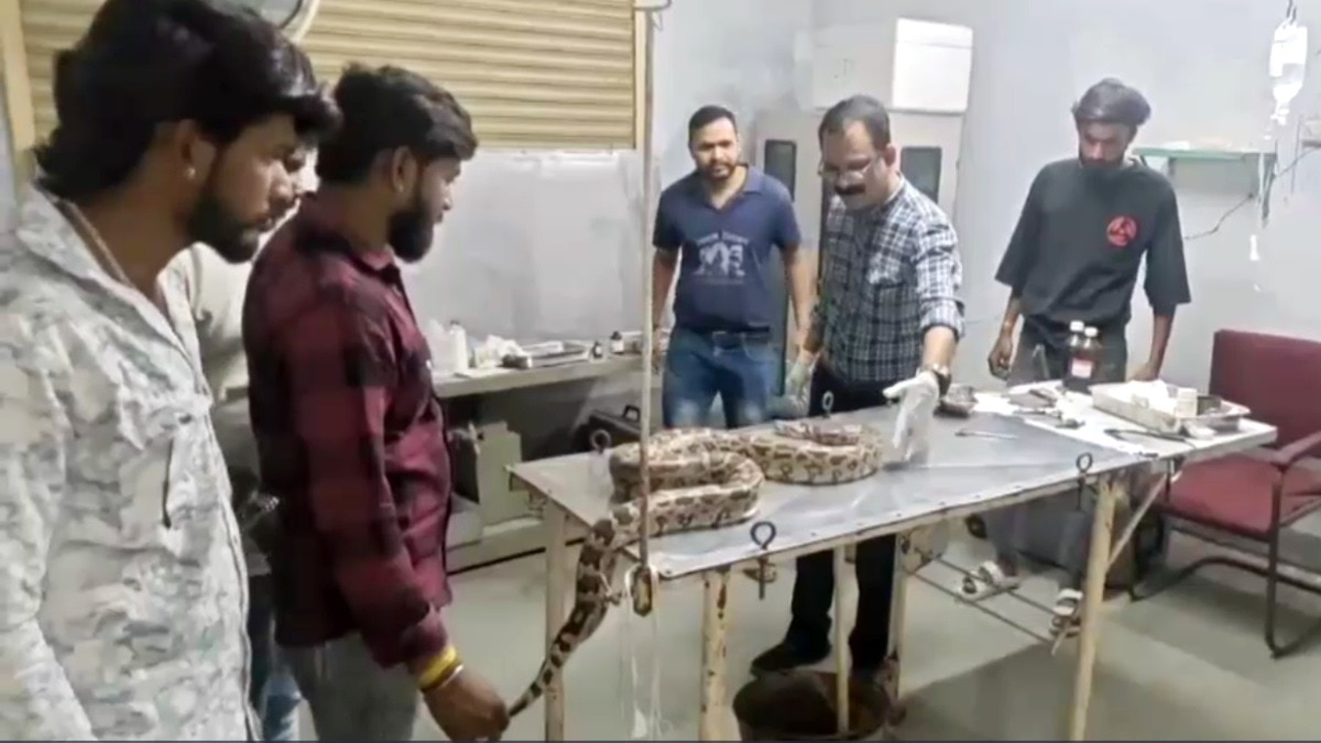 अजगर की सर्जरी करते डॉक्टरों की टीम.