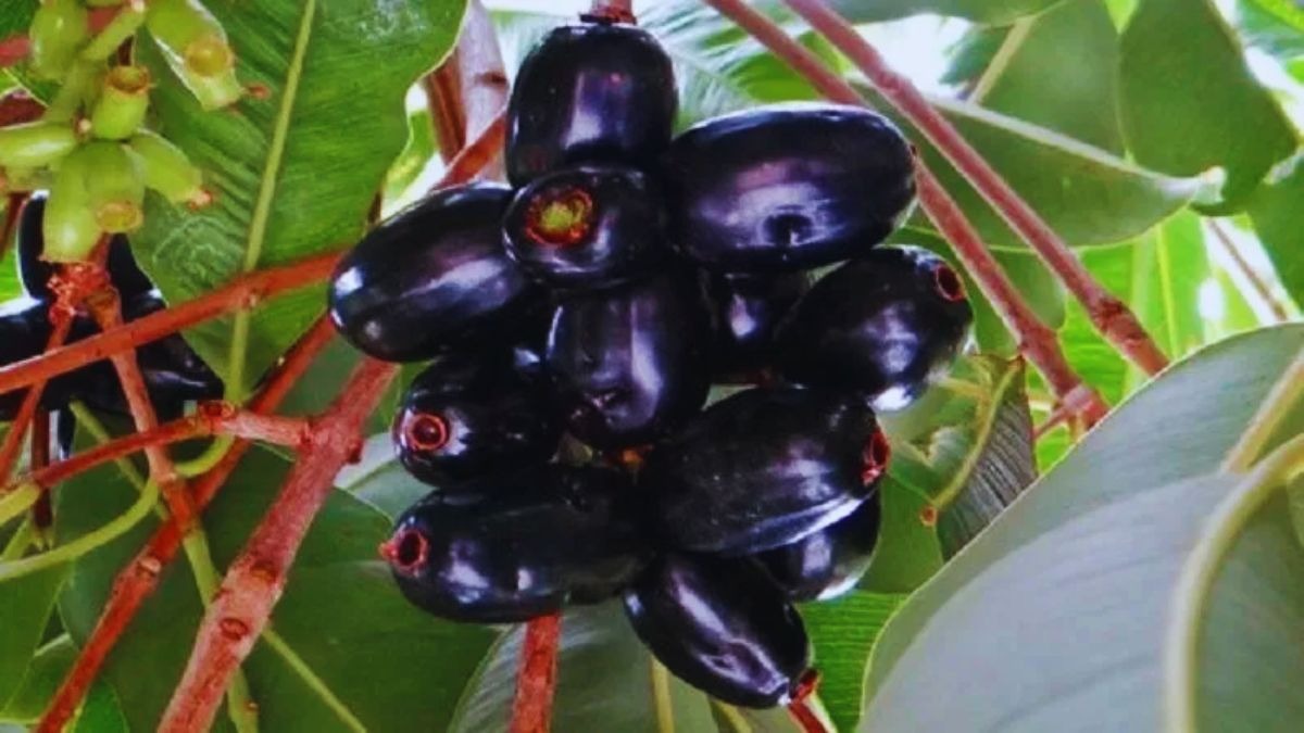 जामुन की खेती