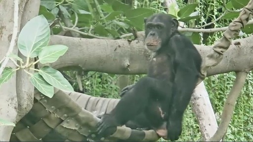 चिम्पांजियों को देखने आए बच्चों में खासा उत्साह.