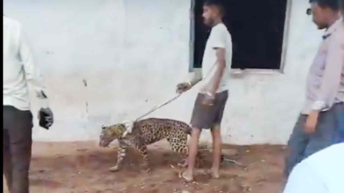 Rescuing Leopard and Walking Pet Dog