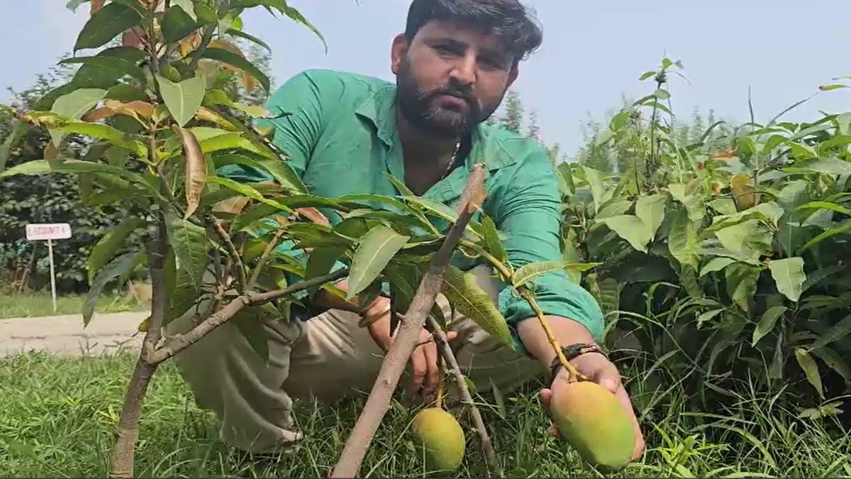  2 फुट के पौधे पर लगे आम