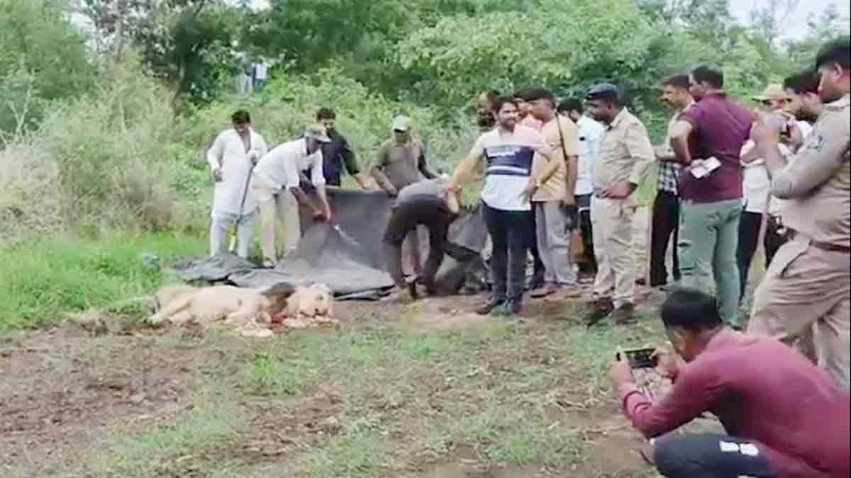 Lion attack 6 year old boy 