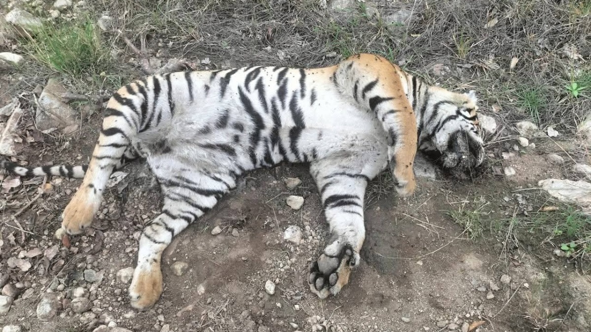 Unnatural Death of Mother Tiger and Four Cubs in MM Hills Raises Alarms