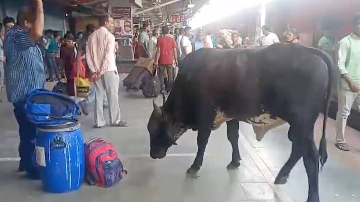 रक्सौल रेलवे स्टेशन बना पशुओं का अड्डा