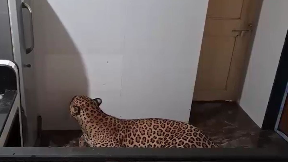 घर में मौजूद तेंदुआ. (screengrab)