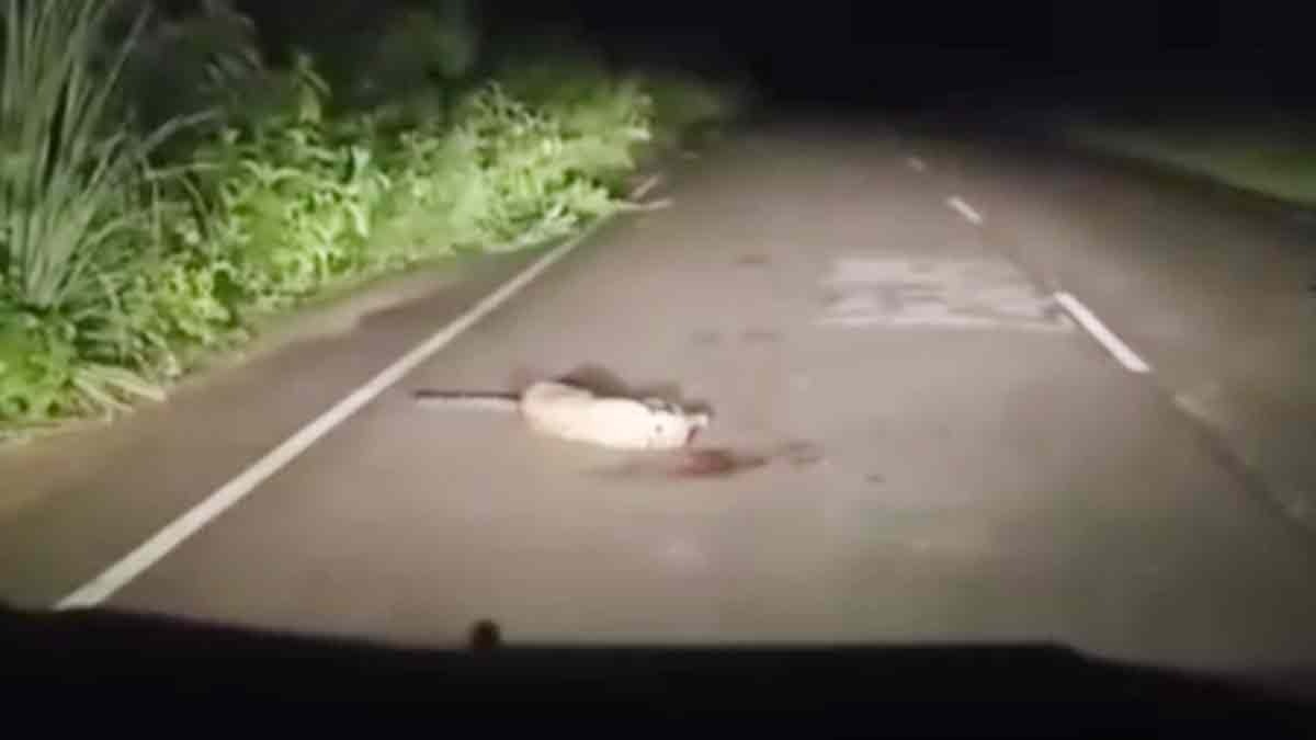 A high speed XUV car hit a leopard