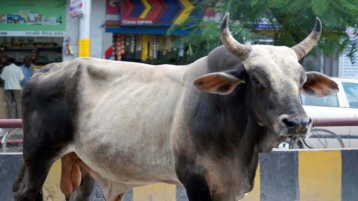 सांड ने बाइक सवार को मारी टक्कर. (Representational image)