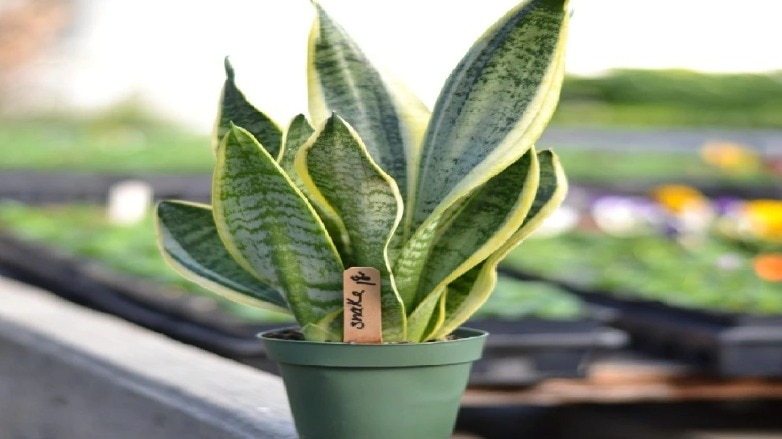 snake plant 