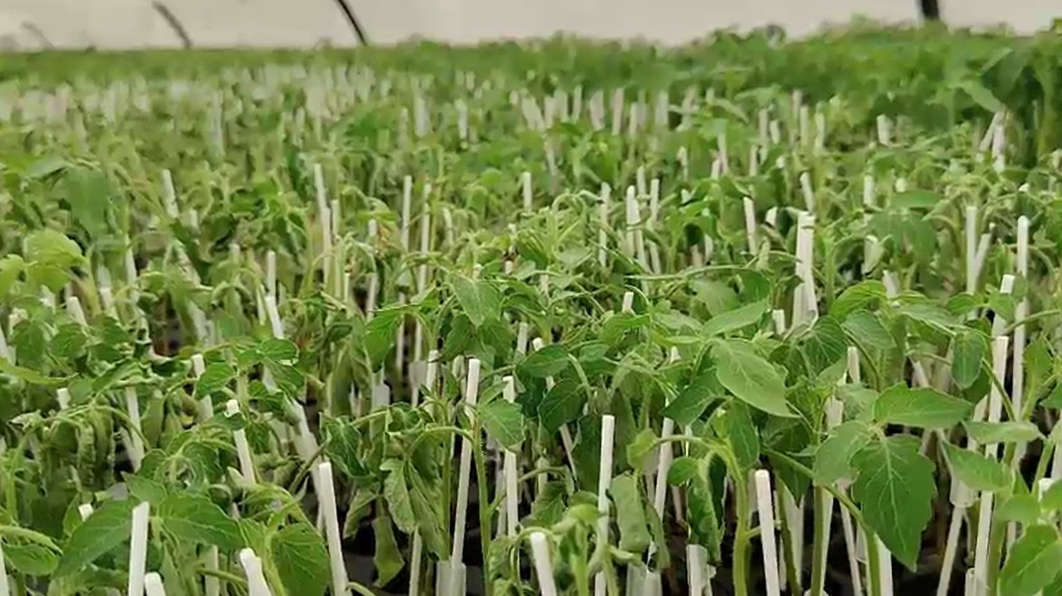 Tomato grows by grafting technique