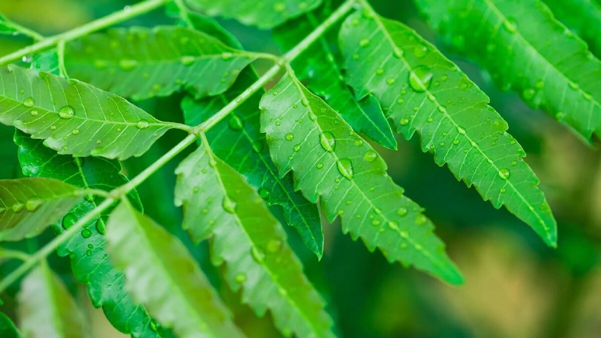Neem Leaves Benefits: सुबह खाली पेट खा लें नीम की पत्तियां, लिवर से लेकर डायबिटीज तक होगी कंट्रोल