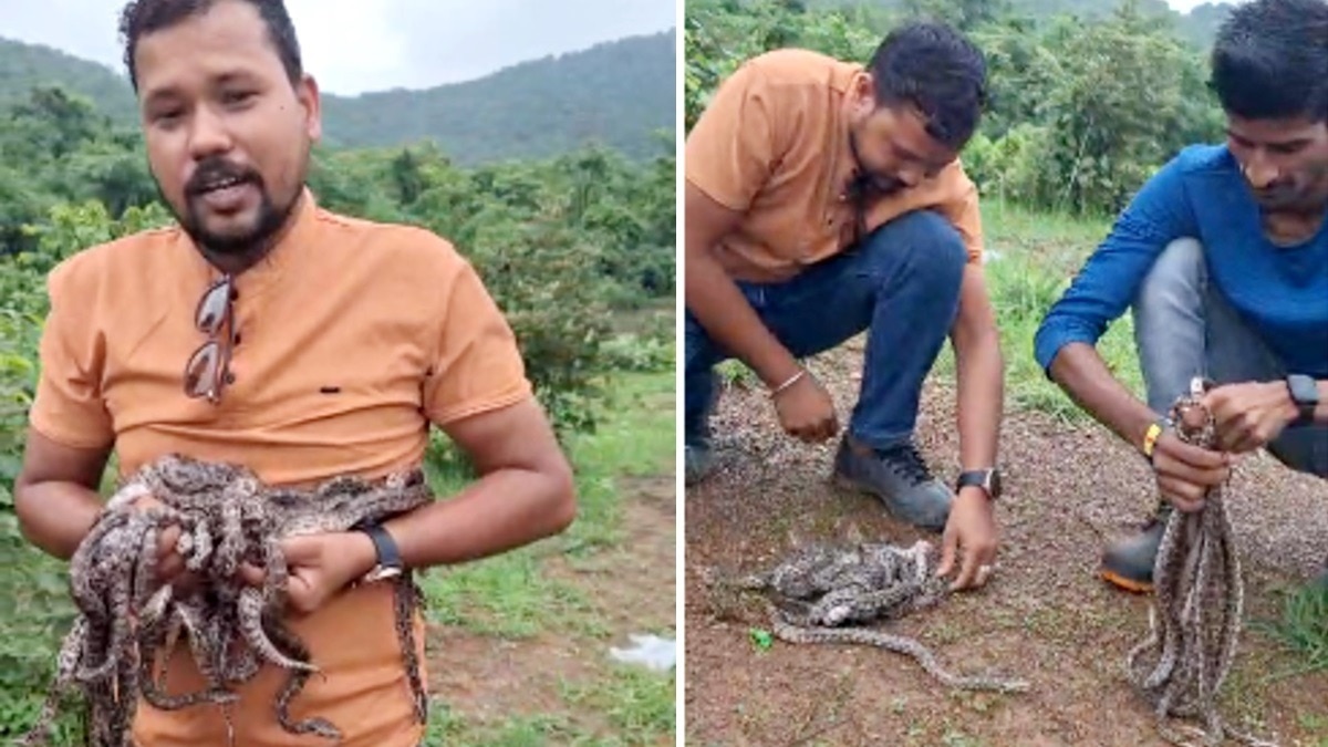 अंडों से निकले अजगर के नन्हे बच्चे.