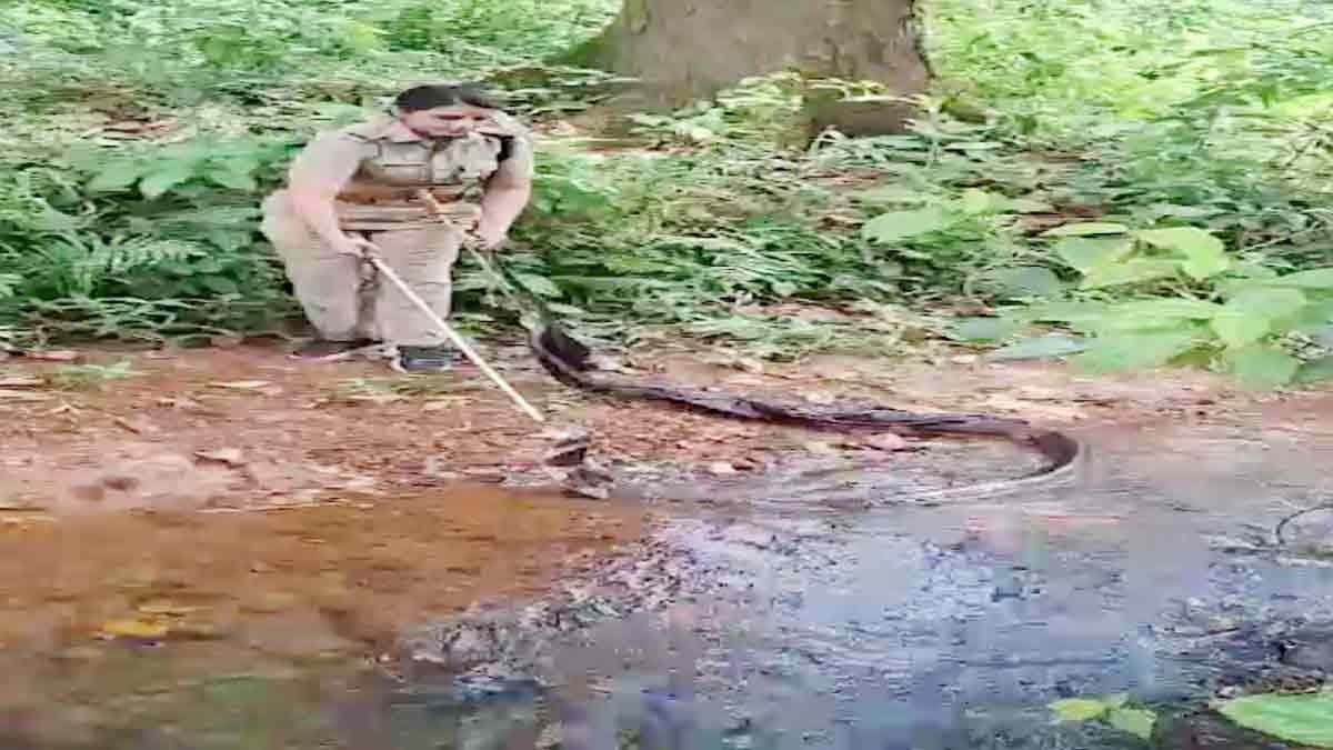 A video of a woman Kerala forest officer rescuing a huge king cobra has gone viral