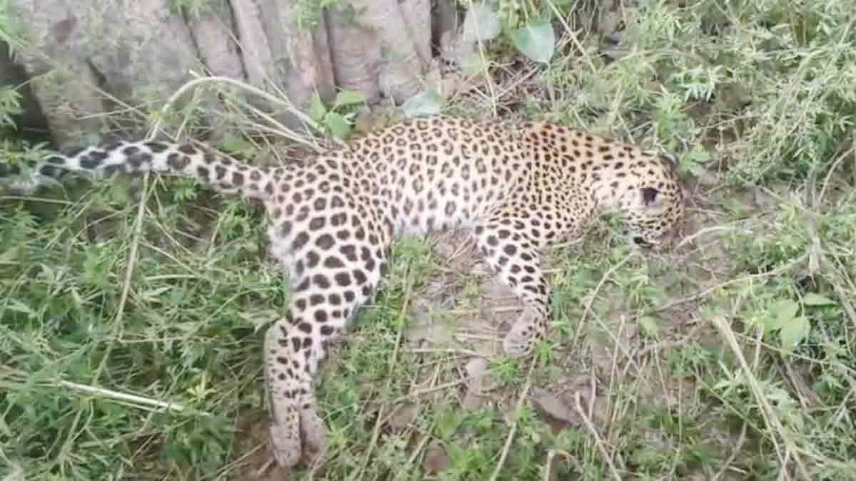 FEMALE LEOPARD CUB DIES AFTER COMING IN CONTACT WITH HIGH TENSION LINE