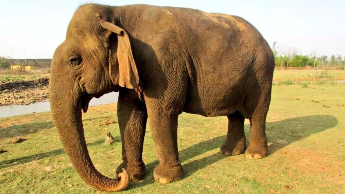 asia oldest elephant vatsala