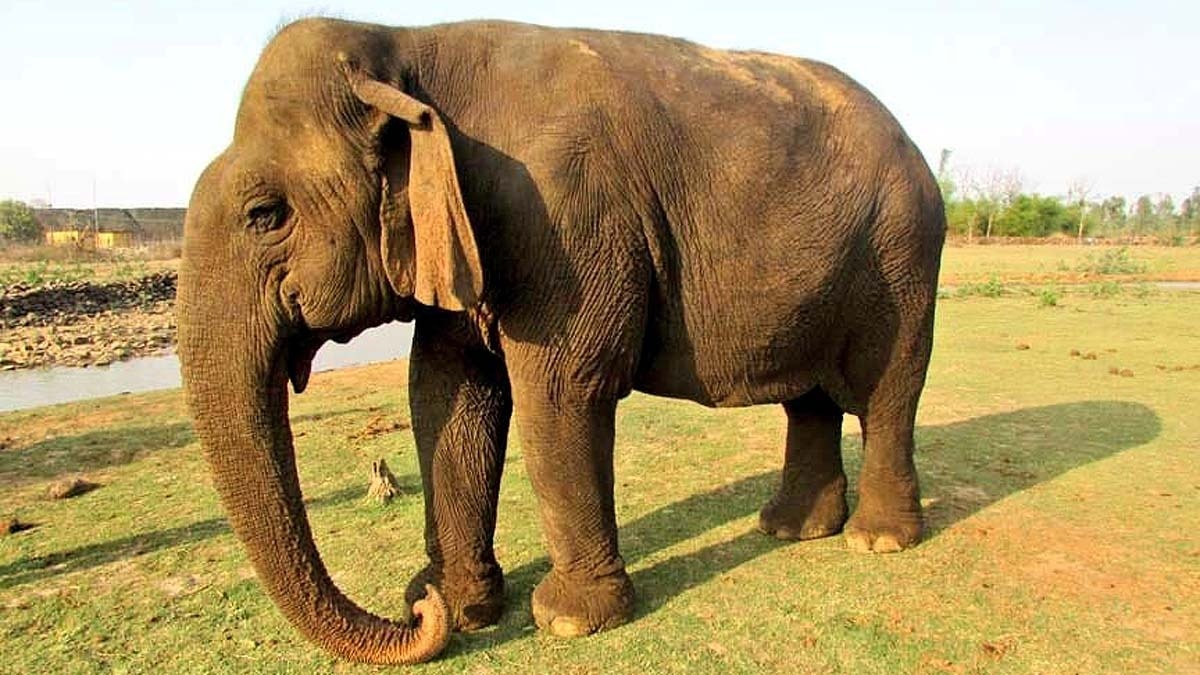 Asias oldest elephant Vatsala dies