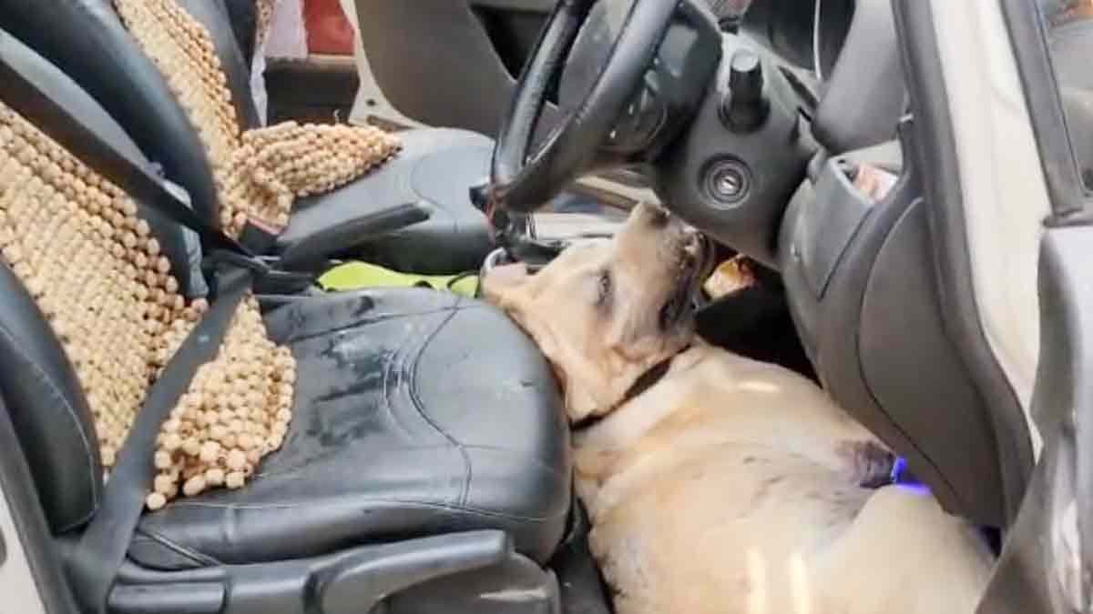 Dog Dies in Agony in Car