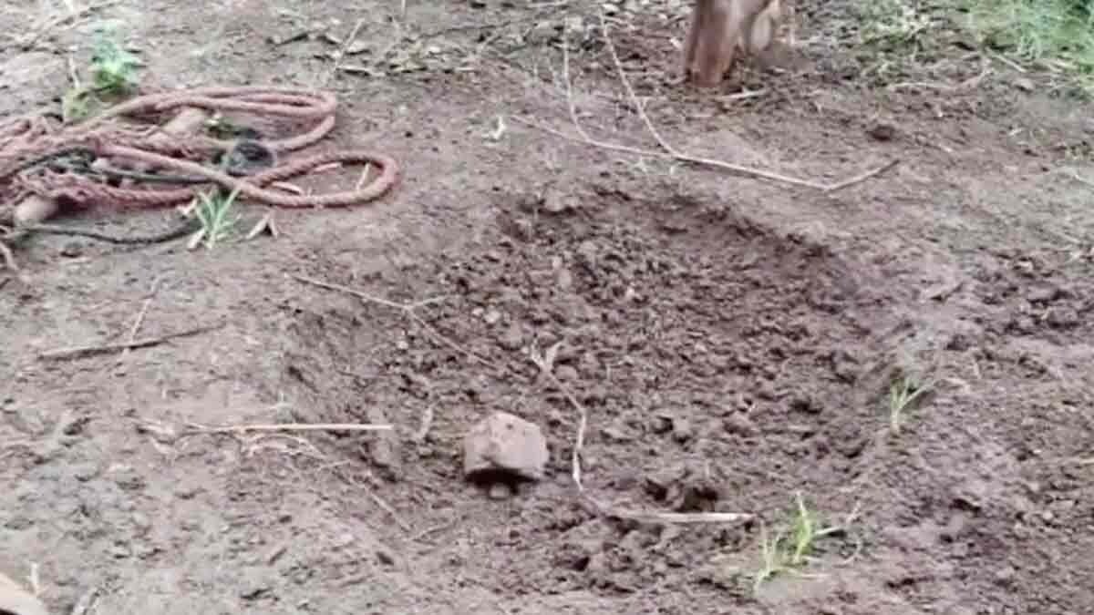 The dead child came alive before burial