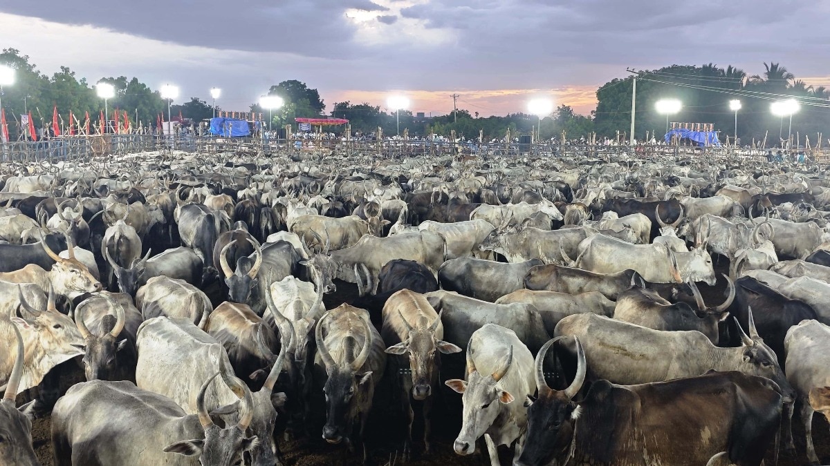 मवेशियों के सामने दिया भाषण (तस्वीर - ITG)