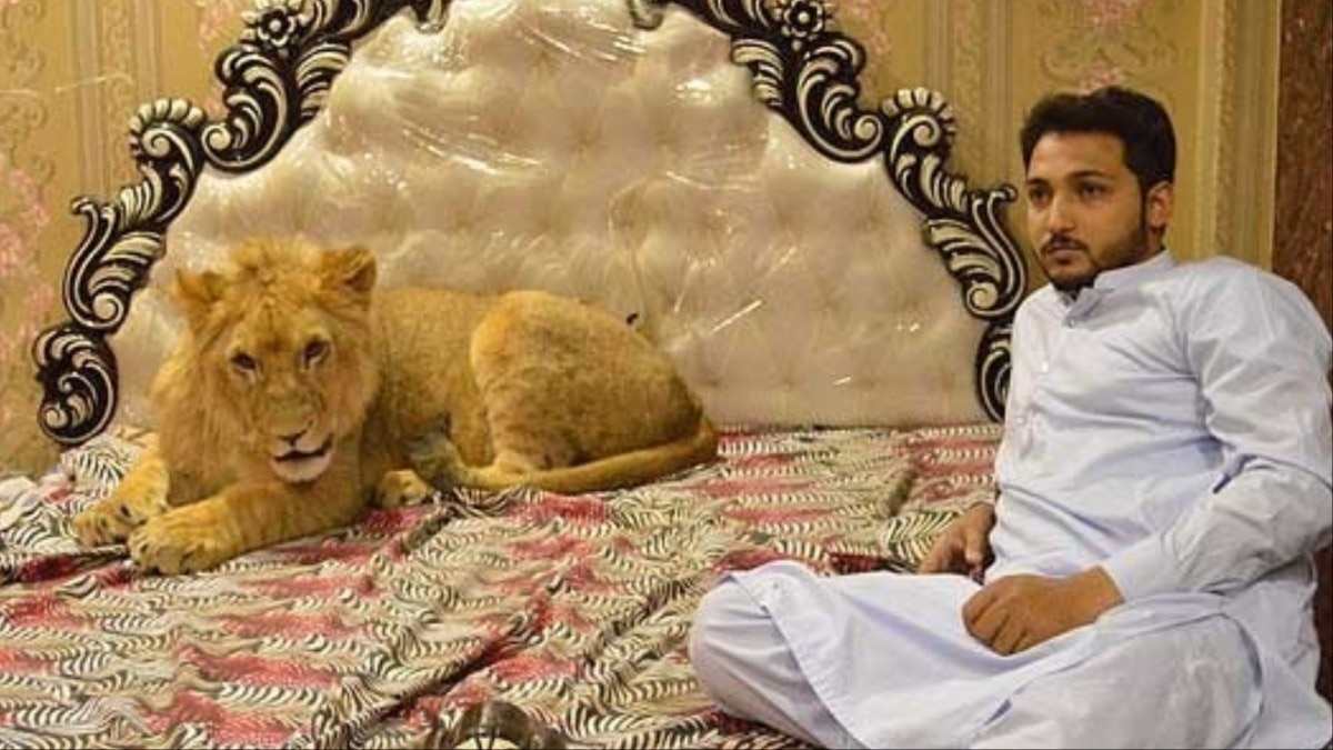 Pet lions in Pakistan