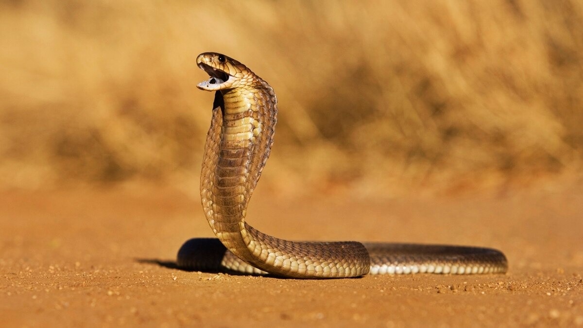 Death from drinking snake venom