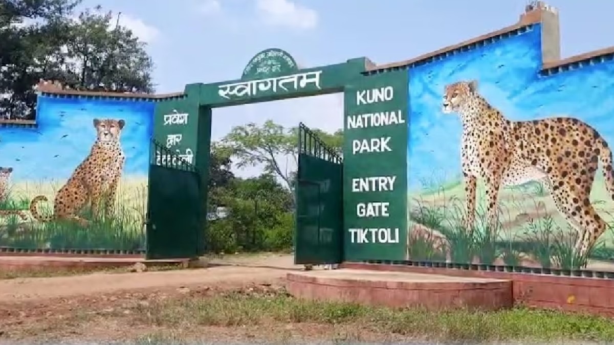 MP के श्योपुर जिले में है कूनो नेशनल पार्क. (Photo: ITG)