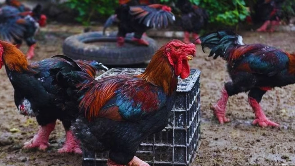 A man lost his life in a fight over rooster (File Photo: ITG)