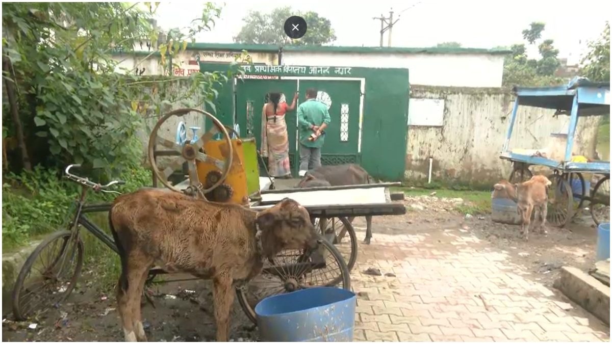 Cattle are tied outside a school in Ranchi