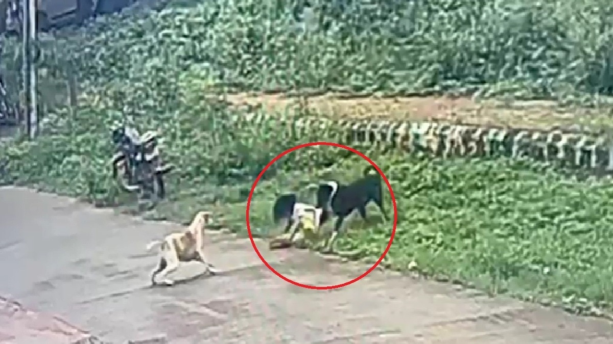 dog attacking little girl