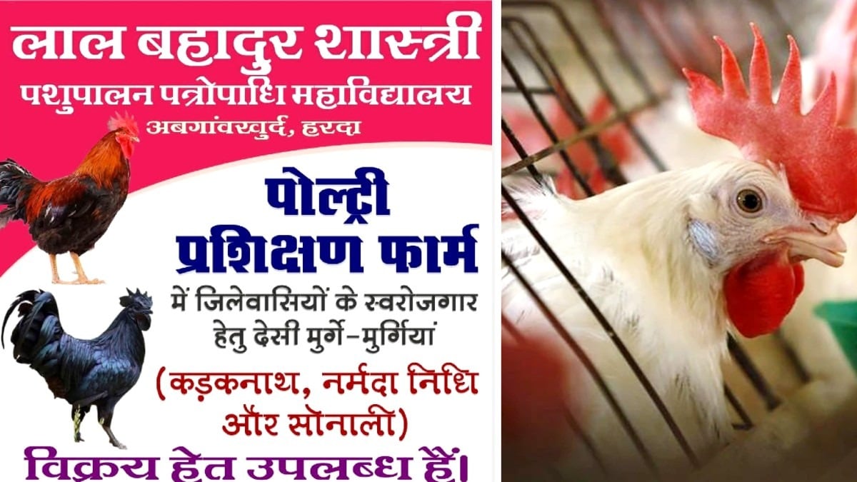 MP: मुर्गी का नाम नर्मदा रखने पर आपत्ति, वेटरनरी कॉलेज के विज्ञापन पर बवाल, कलेक्टर तक पहुंची शिकायत - Objection to naming chicken species as Narmada Ruckus over Veterinary ...