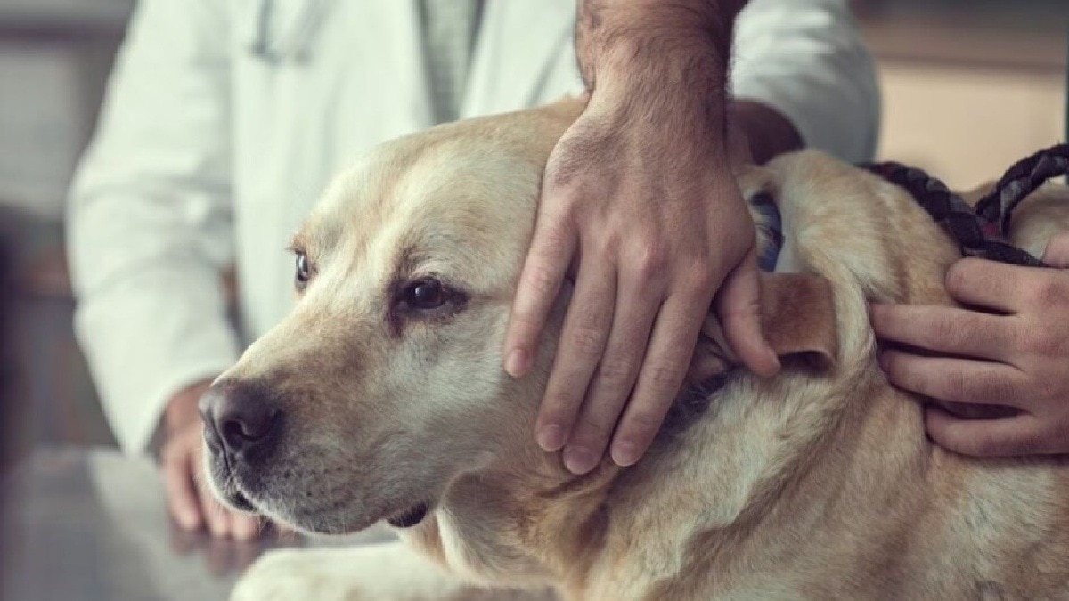 pet dog 