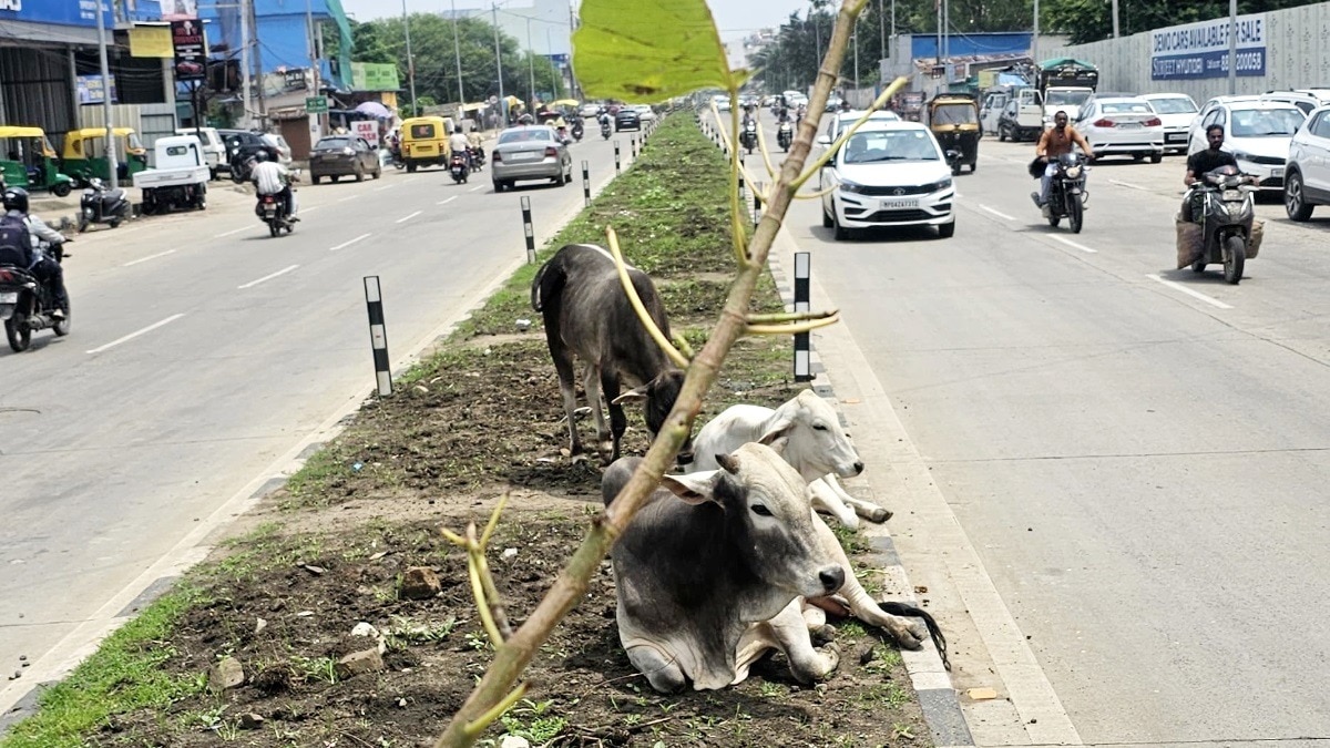 भोपाल में सिक्स-लेन पर लगे पौधे चर गए मवेशी.