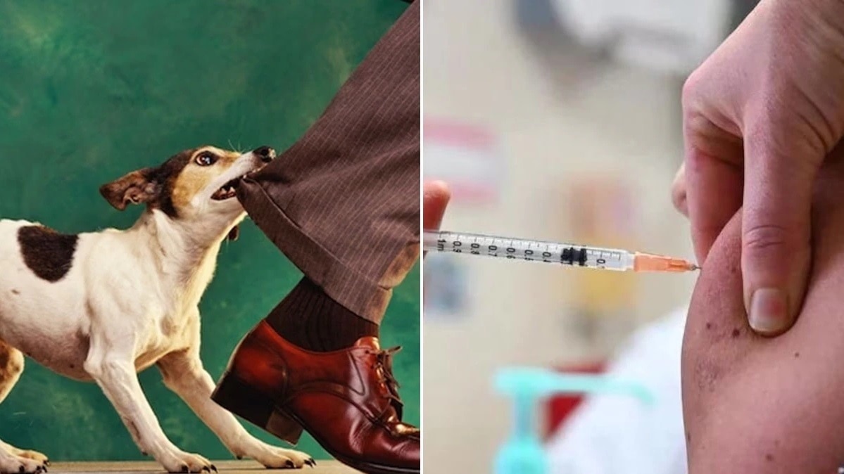 कर्नाटक में पिछले 6 महीने के अंदर 2 लाख से ज्यादा लोग कुत्तों का शिकार (Photo: Representative)