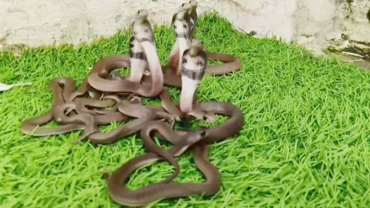 होटल में मिला कोबरा सांपों का झुंड  (Photo: Screengrab)