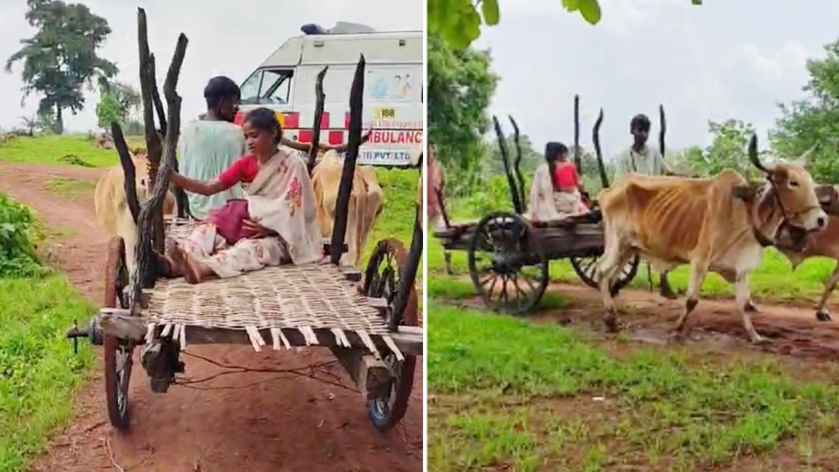 बैलगाड़ी पर गर्भवती महिला. 