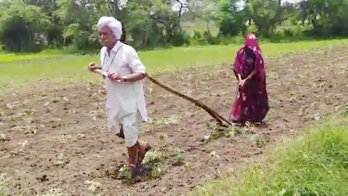  Neither tractor nor plough, forced to plough himself 