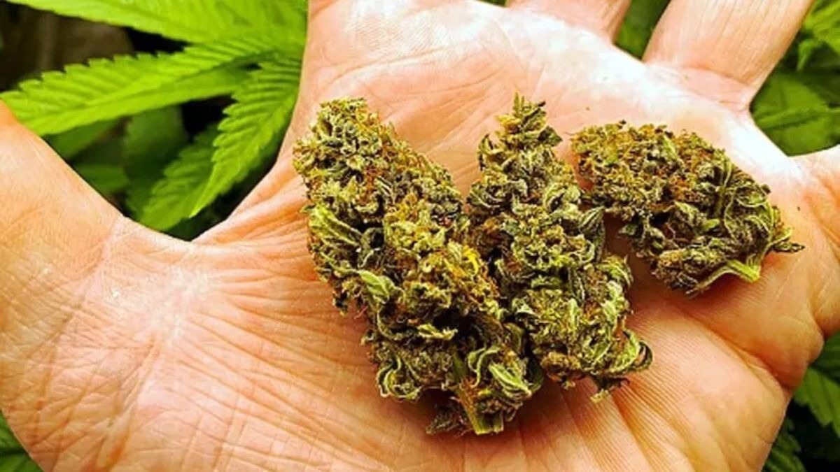 बीएसएफ ने सीज किया गांजा. (Photo: Representational)