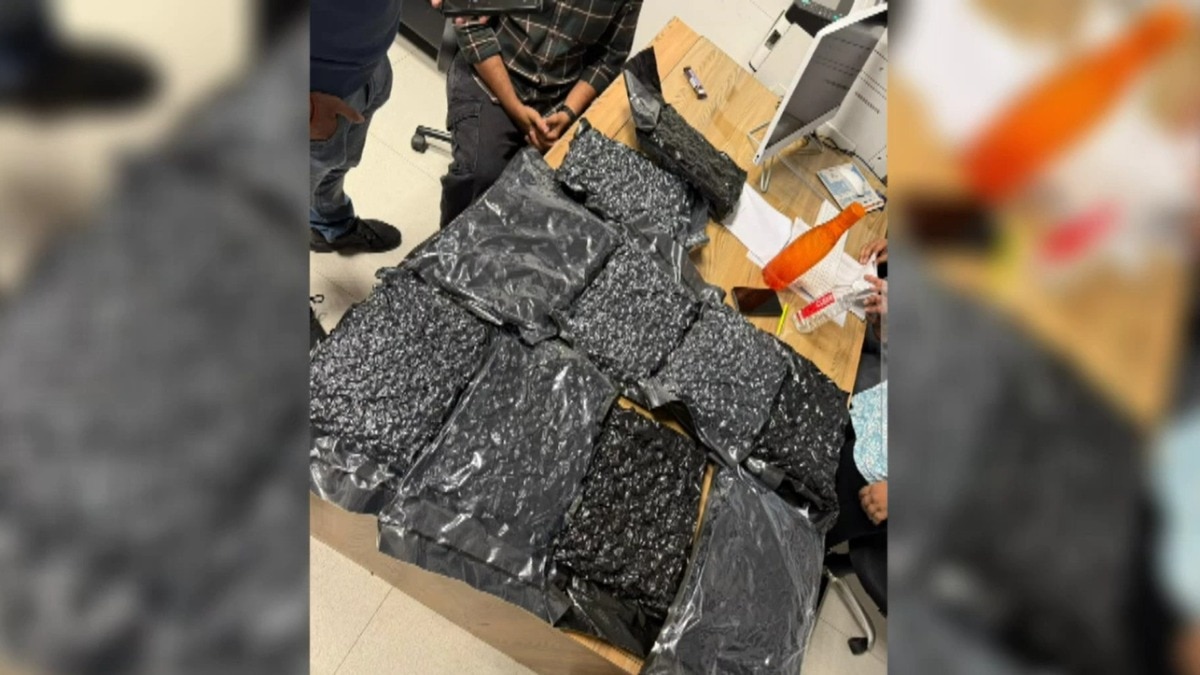 पुणे एयरपोर्ट से जब्त 10 करोड़ रुपये मूल्य की हाइड्रोपोनिक मारिजुआना. (Photo: Screengrab)