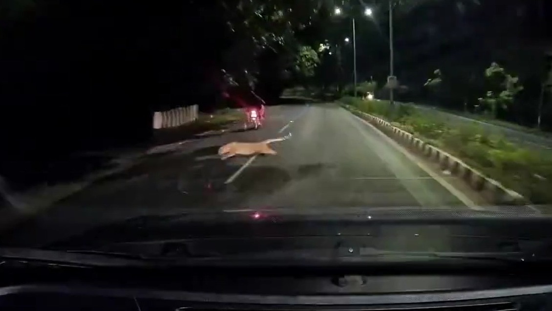 Leopard Attack