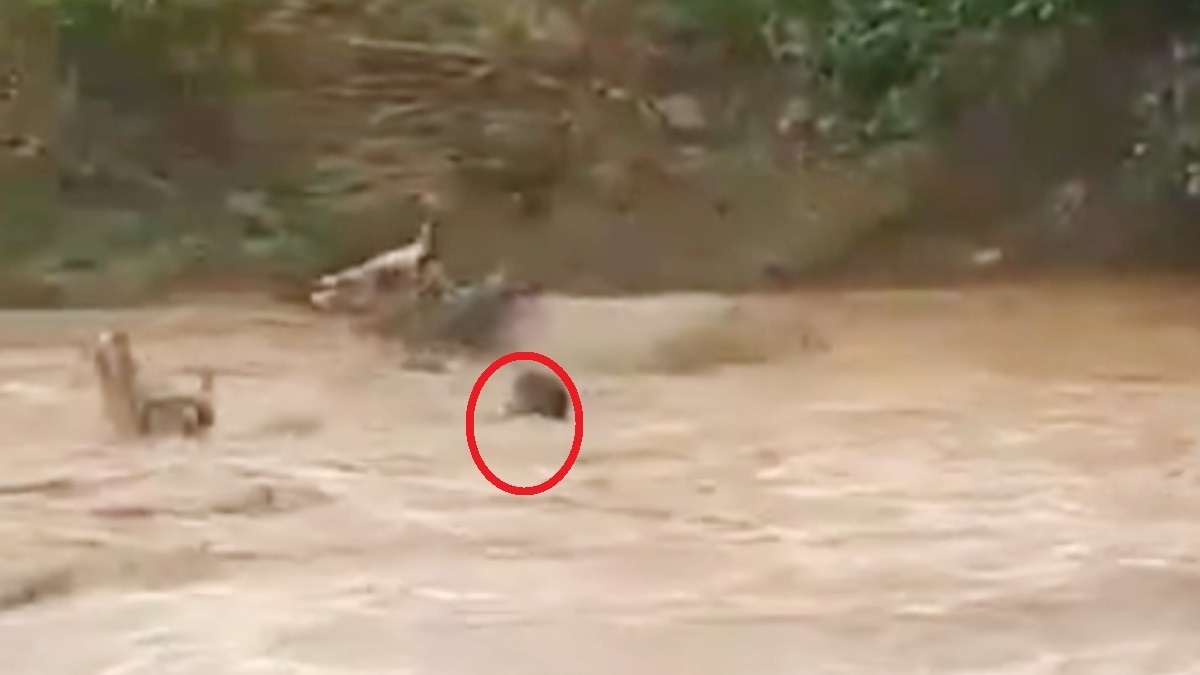 बैल को नदी से निकालने की मशक्कत करता किसान.(Photo:Screengrab)