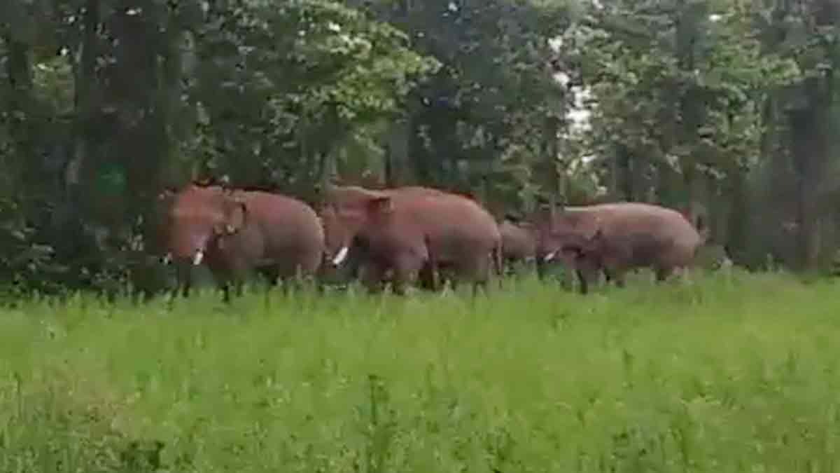 Wild elephant kills father and son