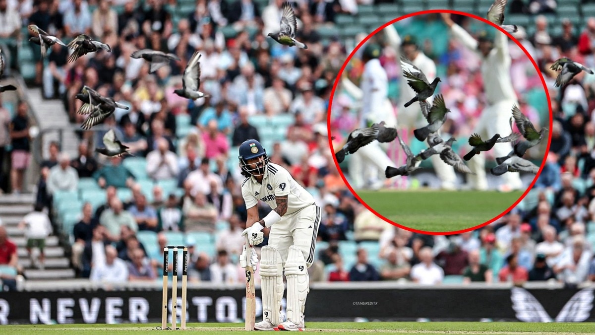 IND vs ENG Dead Ball Rule: ओवल टेस्ट में कबूतरों की एंट्री! अगर बॉल टकरा जाती तो क्या होता? क्या कहते हैं क्रिकेट के नियम