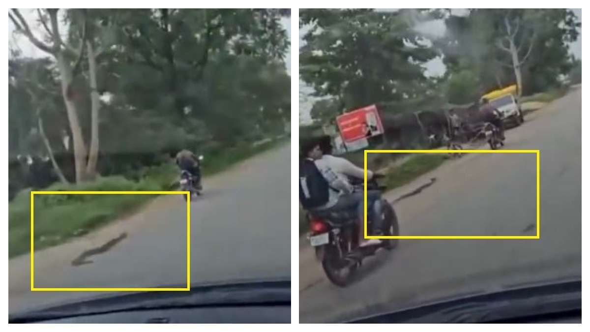 कांकेर में सांप के साथ क्रूरता (Photo: Screengrab)