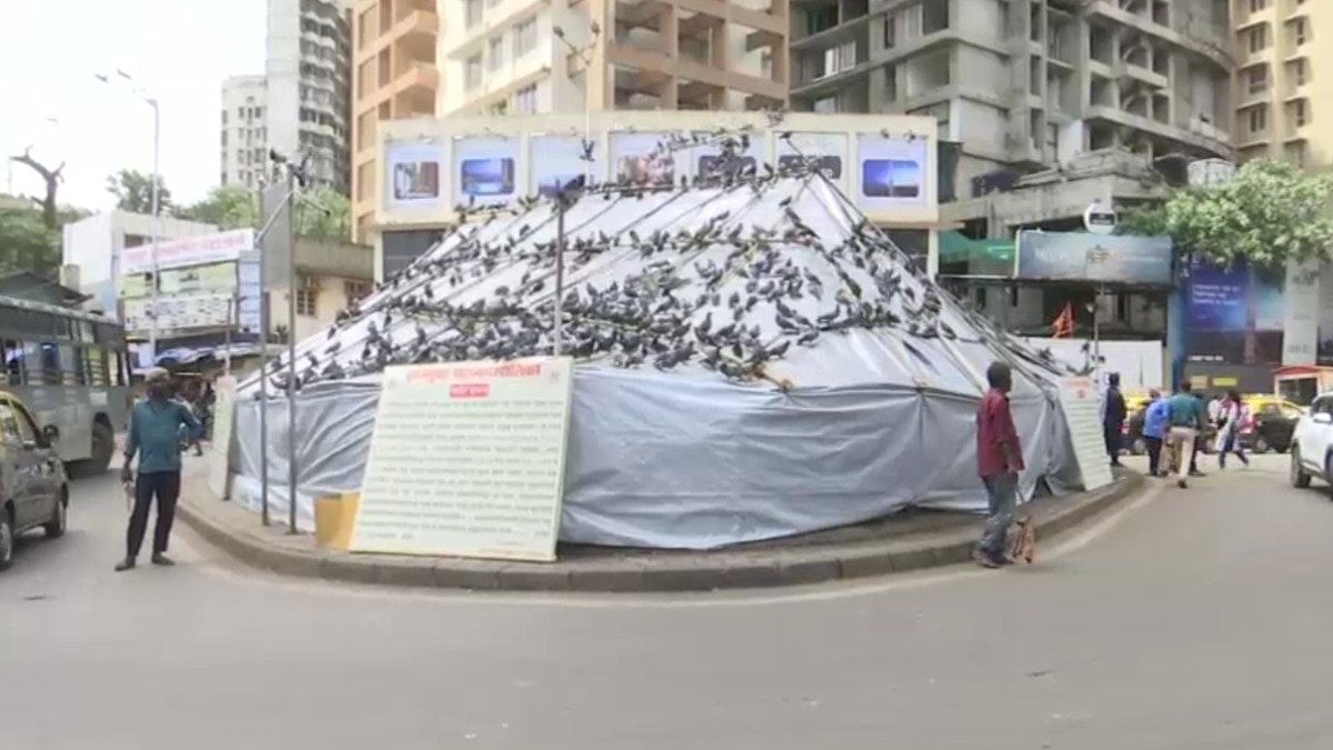 मुंबई में 51 कबूतरखाने बंद... पक्षियों को दाना खिलाना पूरी तरह बैन, 100 लोगों का कट गया चालान