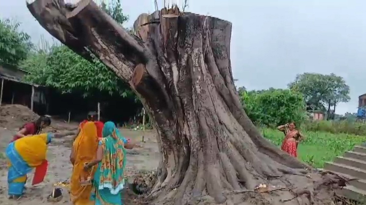 ग्रामीण कह रहे ये पेड़ पहले गिर गया था, अब खड़ा हो गया है.- (Photo: Screengrab)