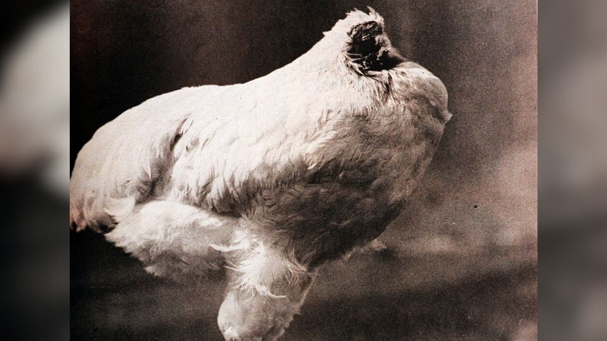 Headless chicken