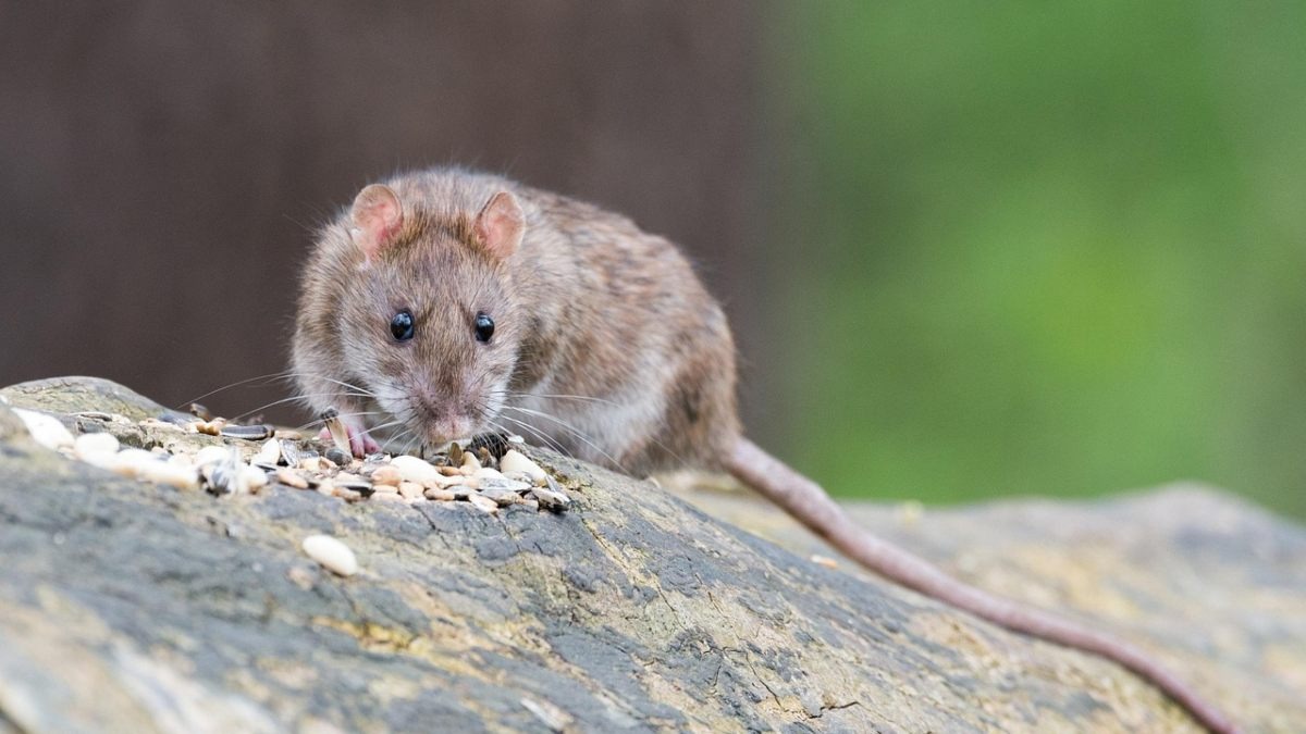Rats in Uk