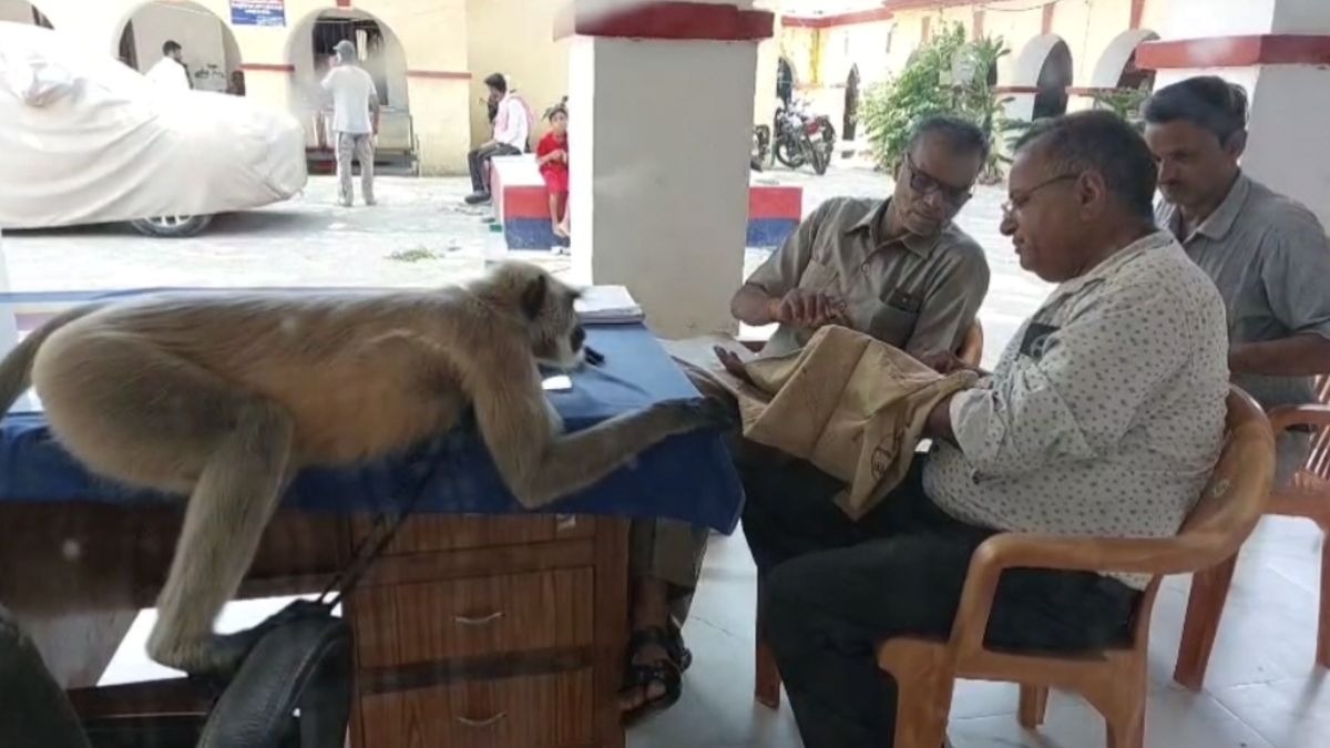 थाना प्रभारी की कुर्सी पर बैठा लंगूर. (Photo: ITG)