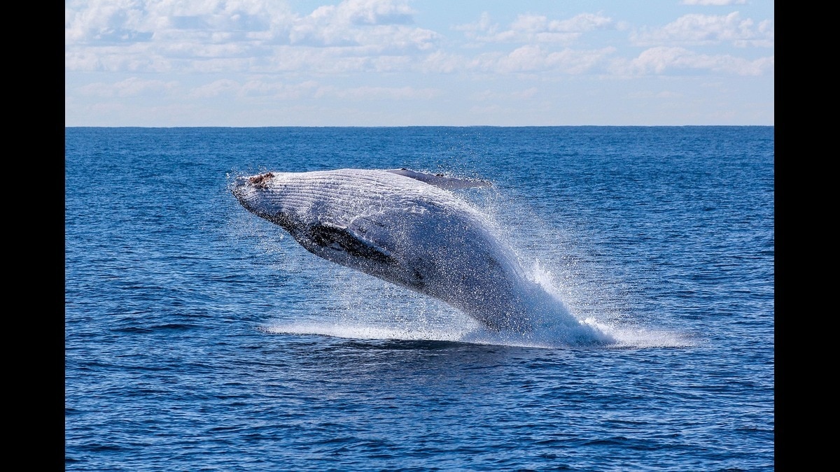 ब्लू व्हेल ने समुद्र में गीत गाना कर दिया बंद, क्या ये किसी बड़ी आपदा का संकेत तो नहीं?